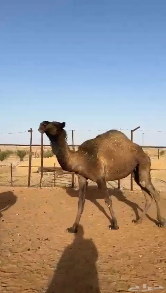 بكره صفراء جذعه 1