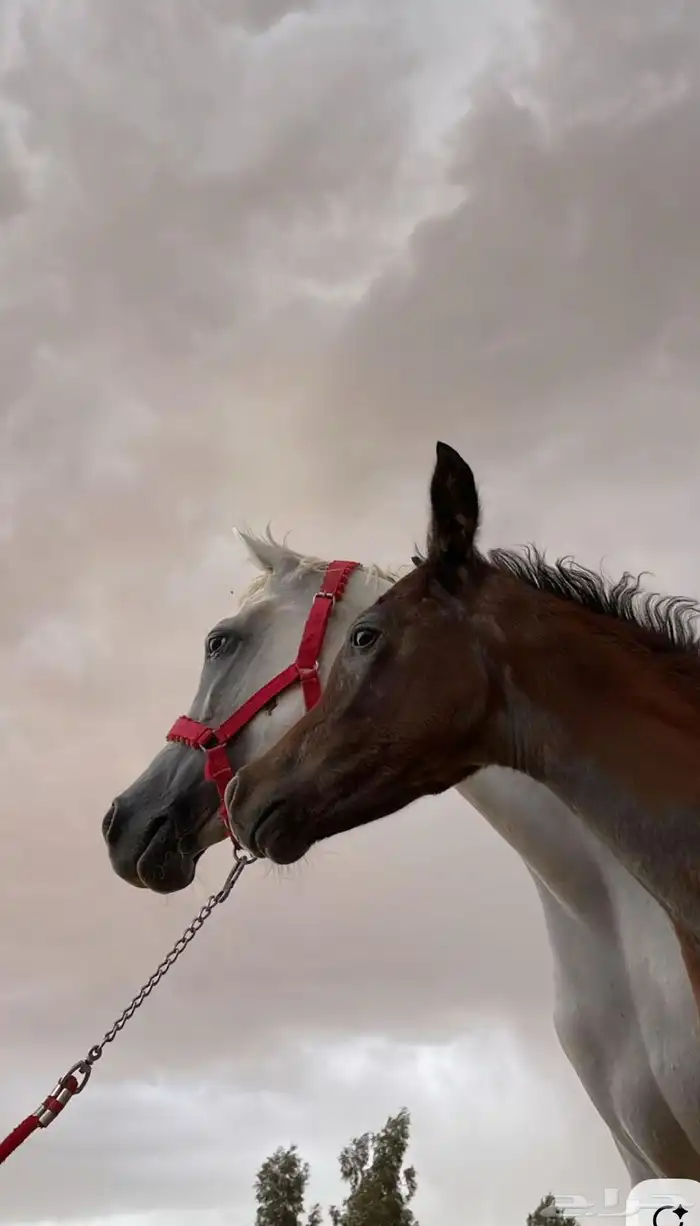 مربط خيل 0
