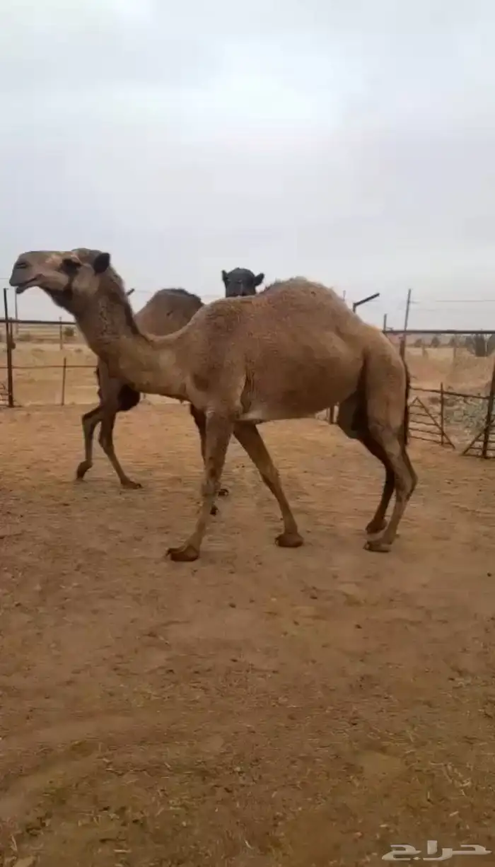بكره صفراء جذعه 0