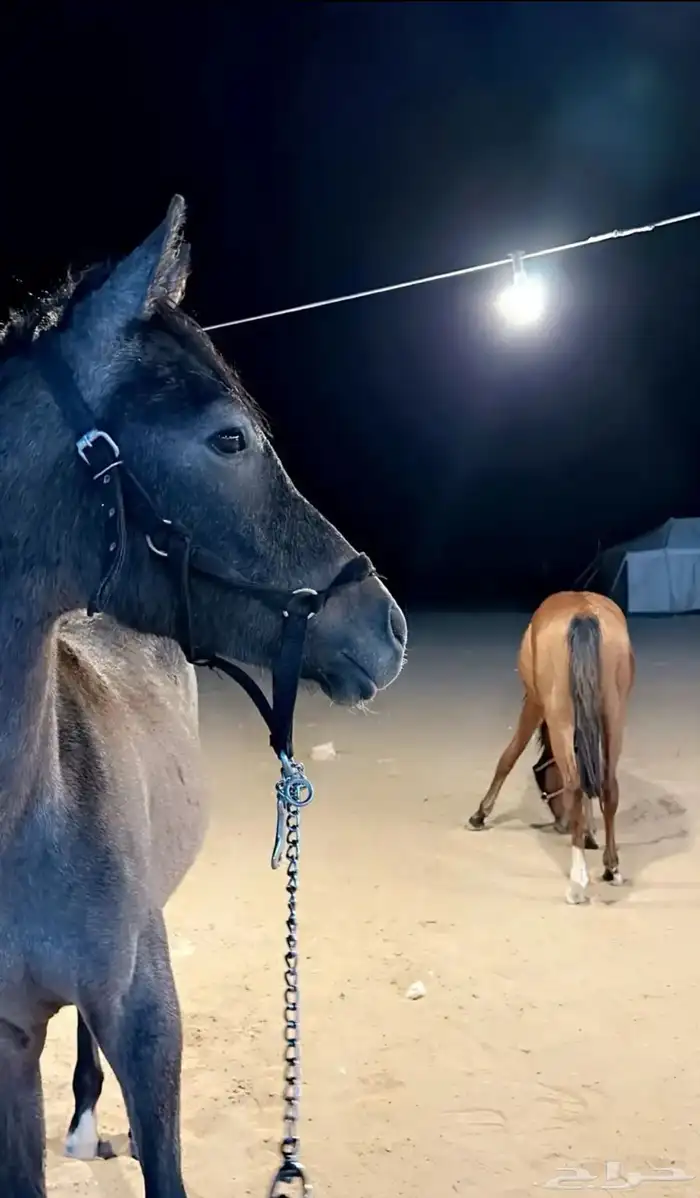 مهر شعبي كفو للبيع 1