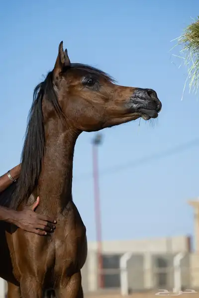 مهرة واهو فاخرة 2
