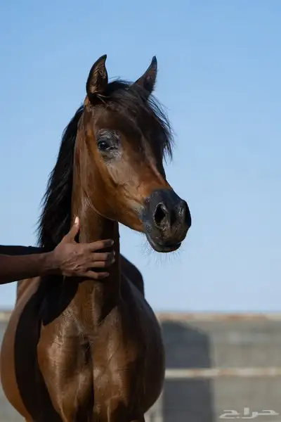 مهرة واهو فاخرة 0