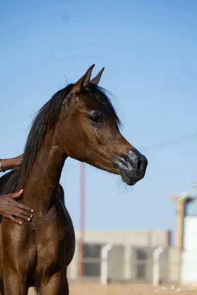 مهرة واهو فاخرة 1