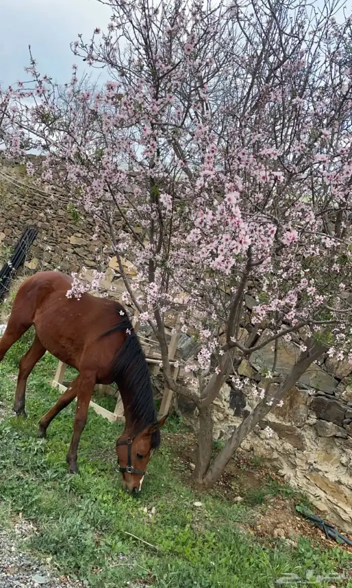 حصان شعبي لون بني عمره سنتين وثلاث شهور معسوف هادي 0