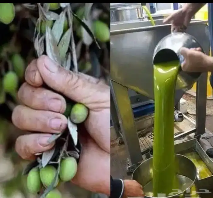 زيت زيتون الفلسطيني بعل عالأمطار شحن لجميع مناطق المملكه 37