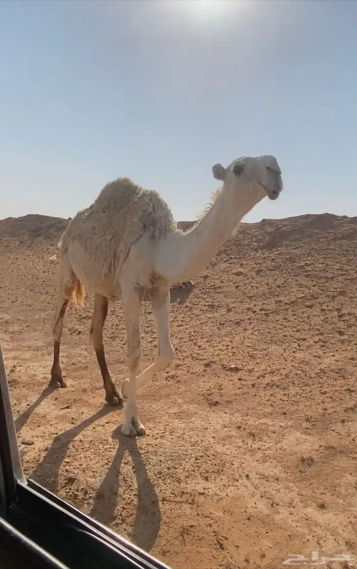 للبيع قعودمفرود باتلي كفو على بعرين المواط و الأم رمانية 1