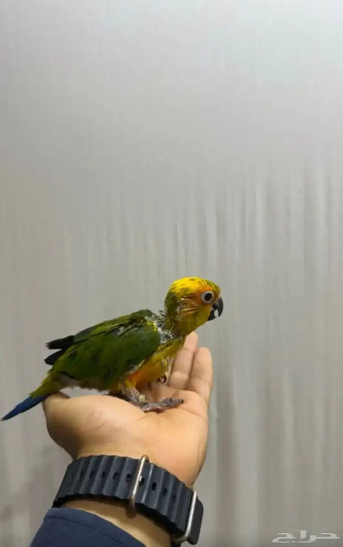 فرخ صنكنيور غر 0