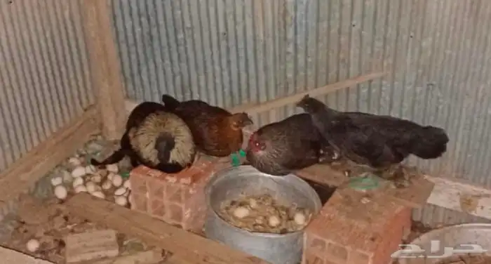 دجاج اندنوسي وبعضه مهجن اندنوسي 0