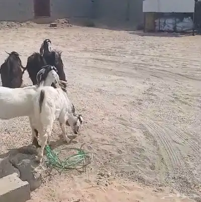 تيوس وجفرات عارضيه 1