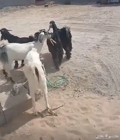 تيوس وجفرات عارضيه 0