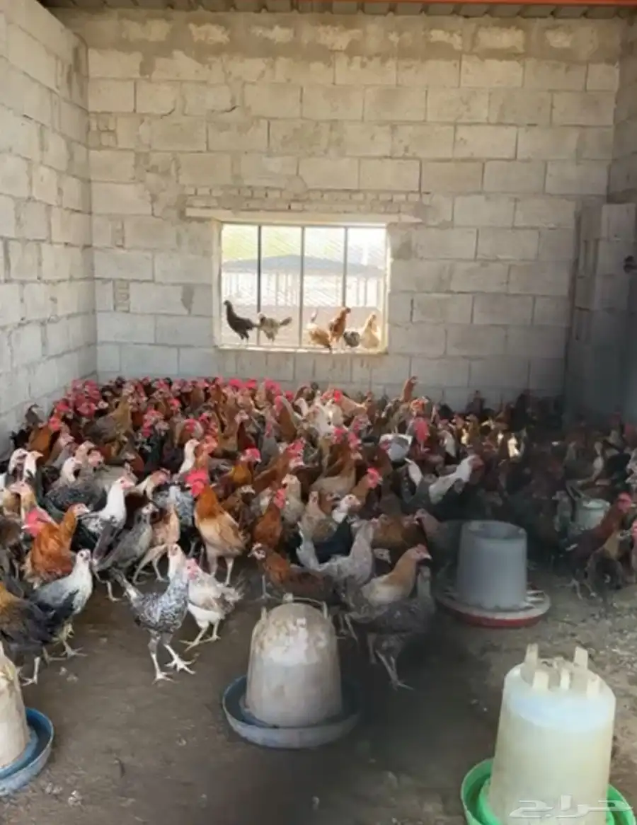 دجاج بلدي للبيع 2