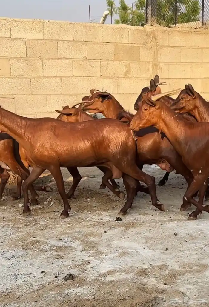 معزا دهم عدد 20 ( تم البيع ) 4