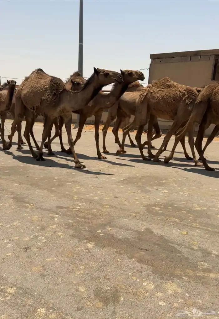 القصيم 0