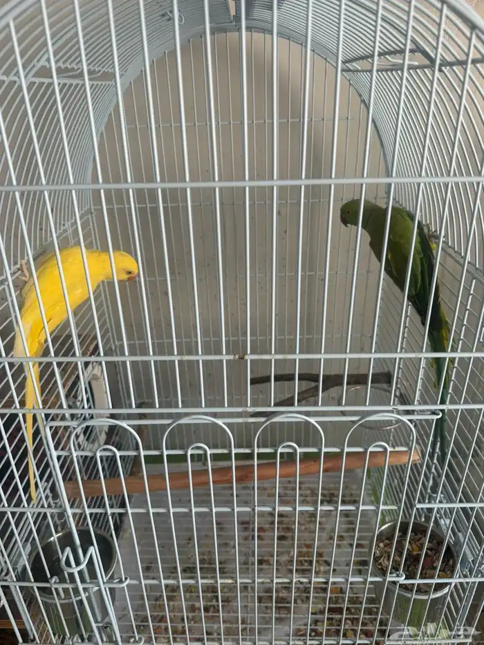 جوز دره 0