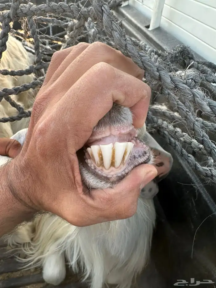 معزا 1