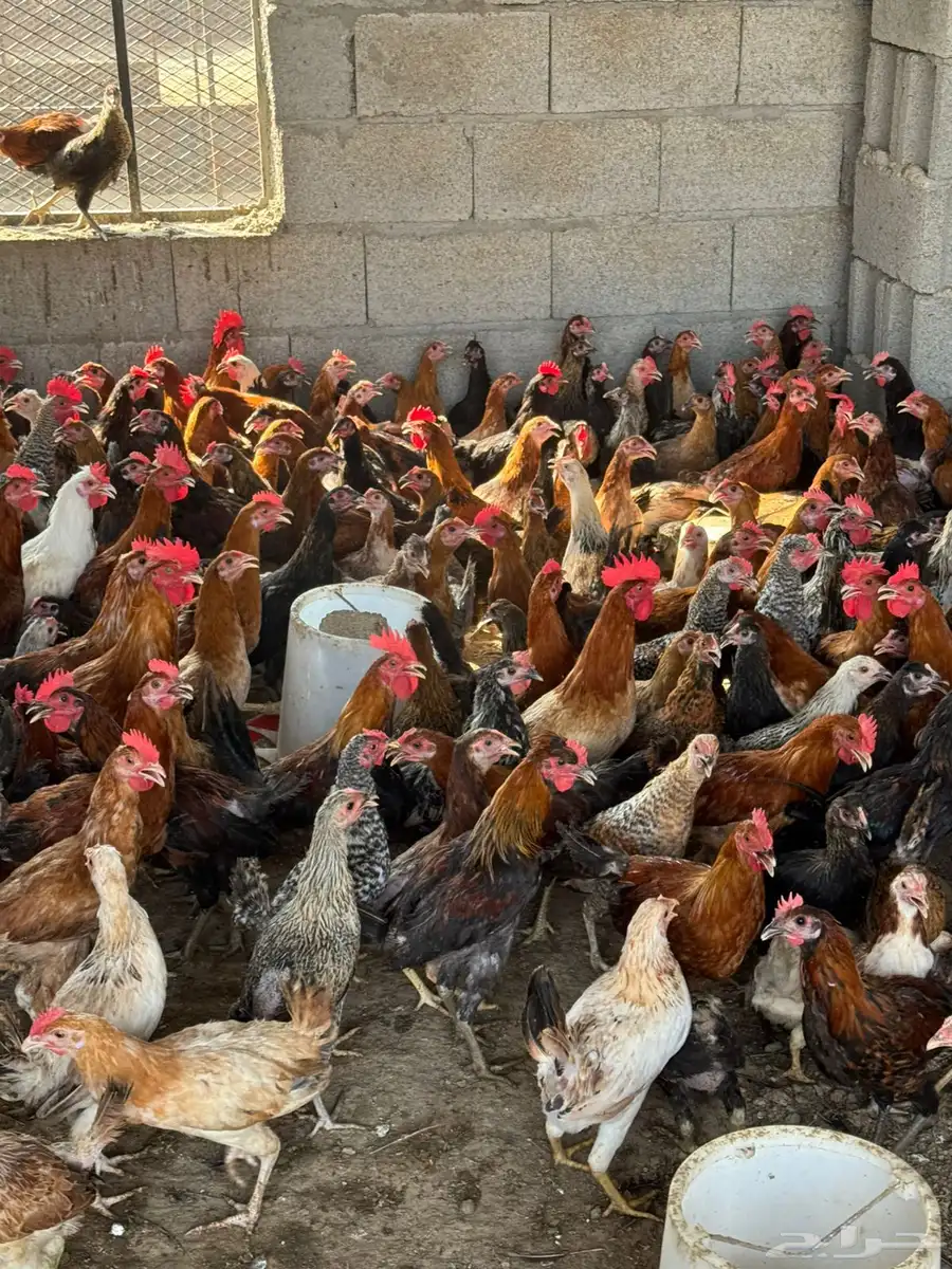 دجاج بلدي للبيع 1