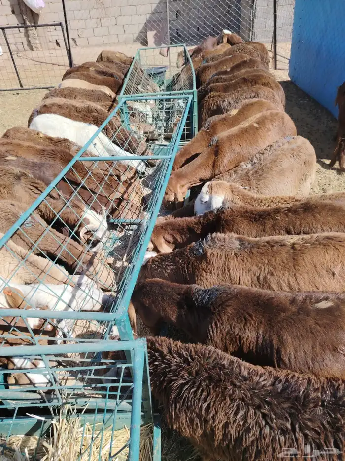غنم للبيع برابر سواكن تيوس نعيمي قعدان 1