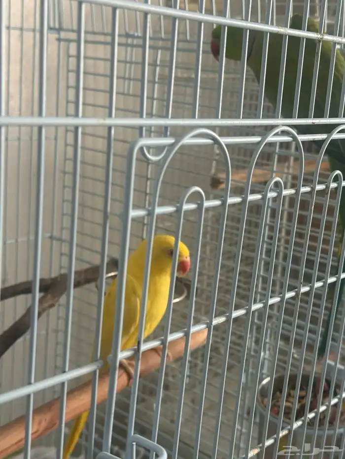 جوز دره 1