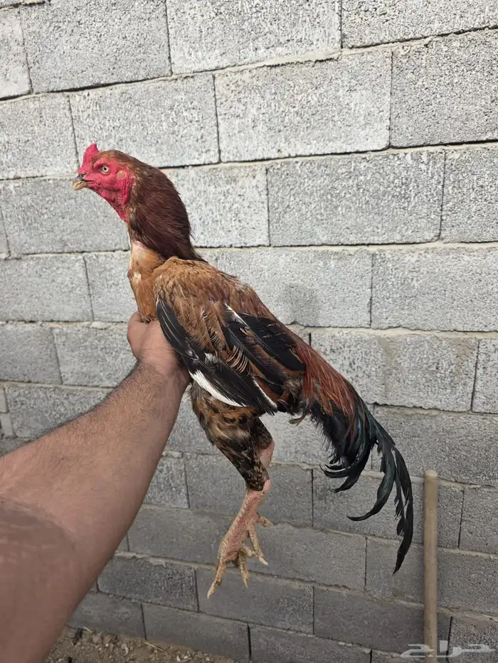 دجاج بكستاني سندي 1