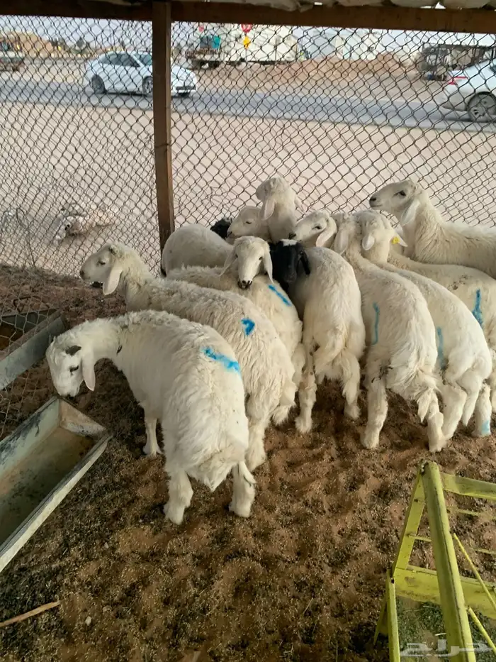 ذبايح حريات 3