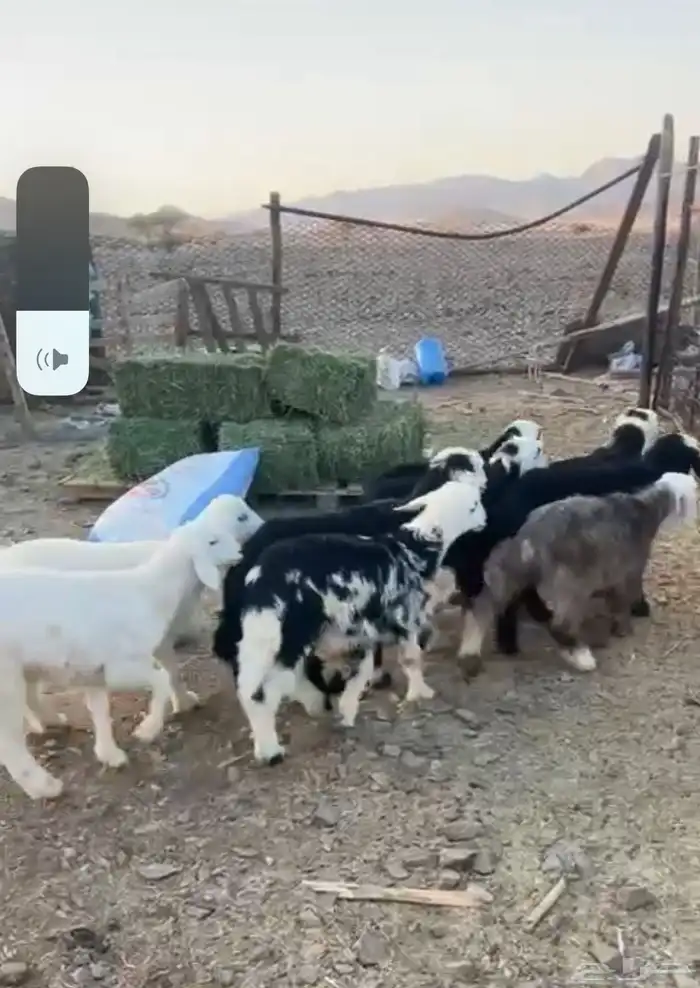 العدد 10 خروفين والباقيه رخال الشحم حد التقفيل 1
