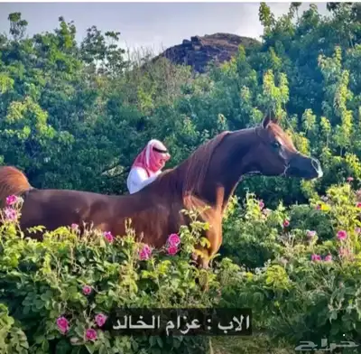 مهرة واهو فاخرة 6