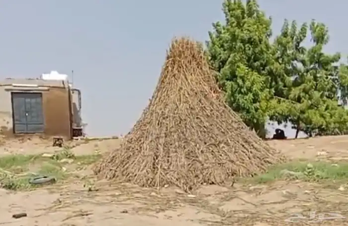 قصب يابس بنص ريال للمحزم 0