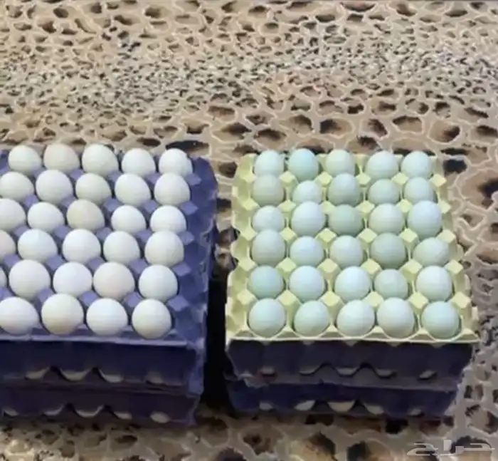 بيض بط مخصب يوجد توصيل 7
