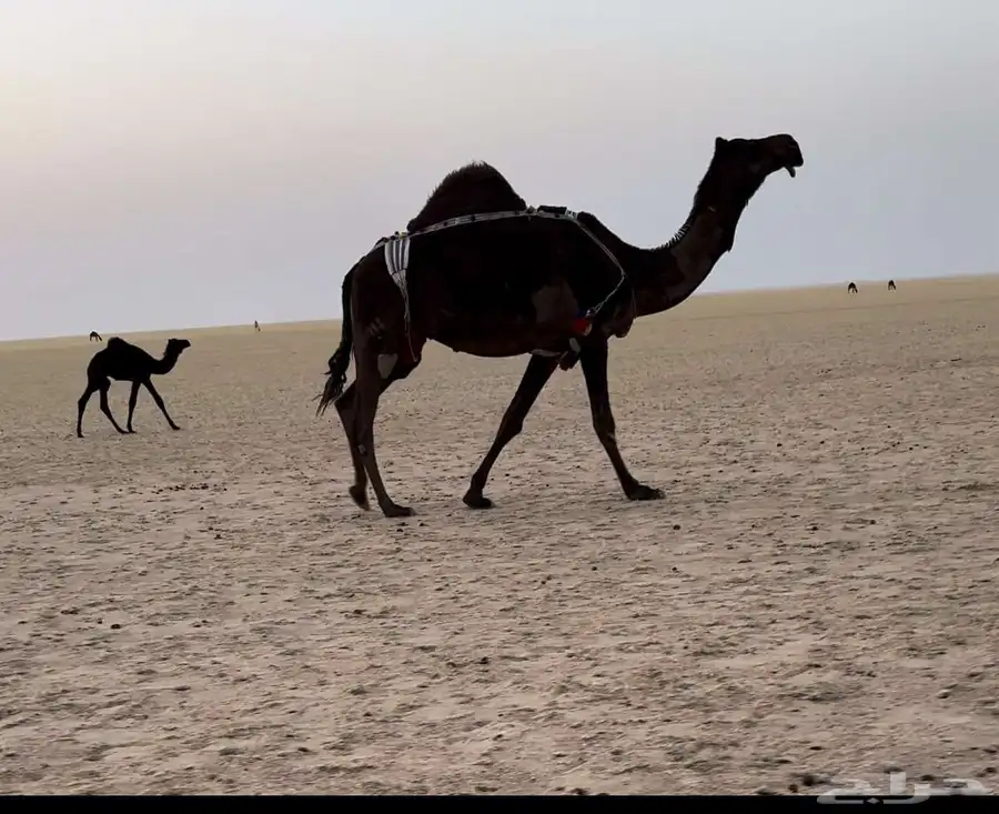 للبيع ام ثالث سلم العذاريب الموقع شمالي السعيره 0