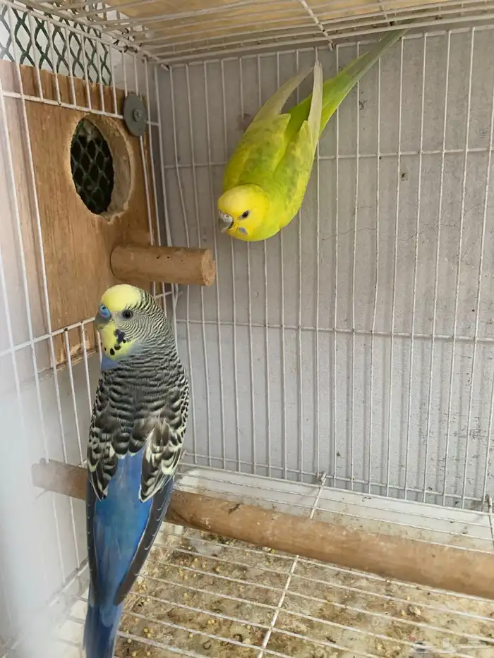 جوز بادجي معاه 5 فروخ ( تم البيع ) 0