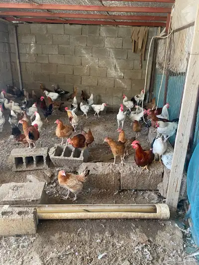 دجاج للبيع تم البيع 0