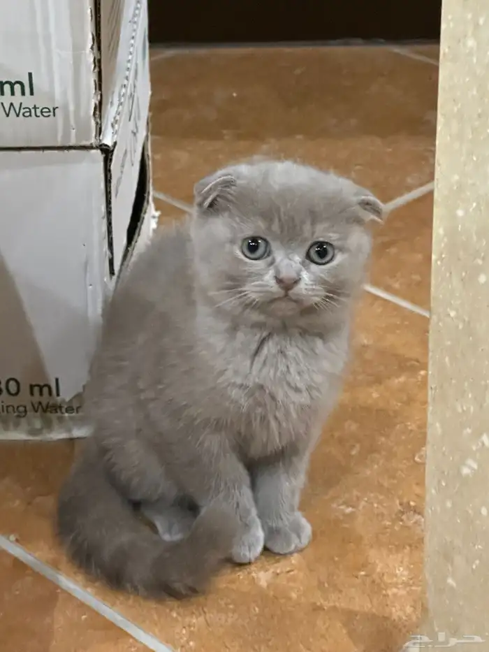 للبيع سكوتش فولد كيتن عدد 2 3