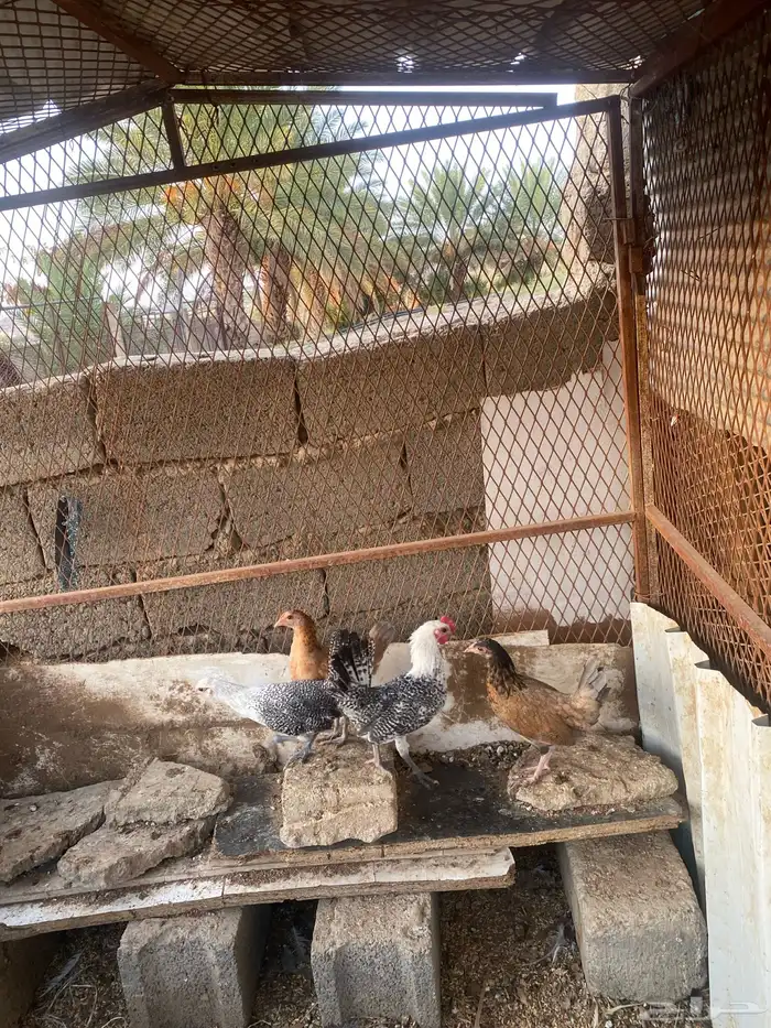 دجاج للبيع 0