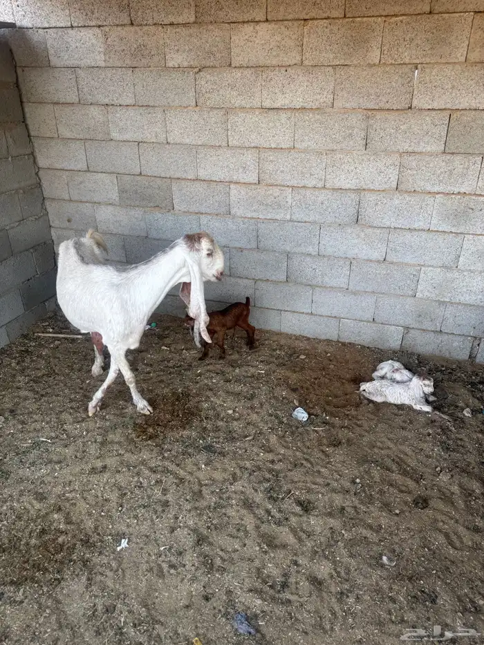 عنز هولنديه فاخره والد معها 3 تيوس 0
