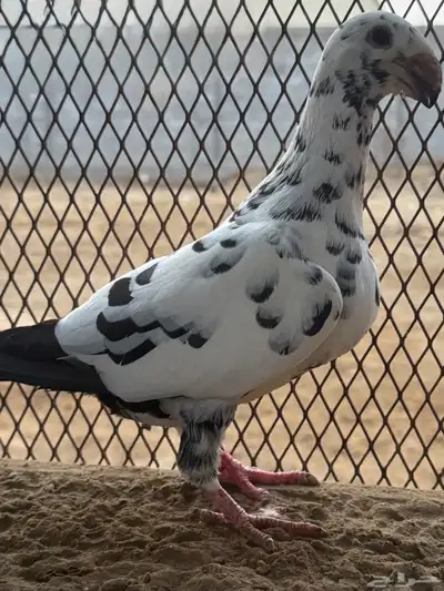 زوج هومر تايقر 5