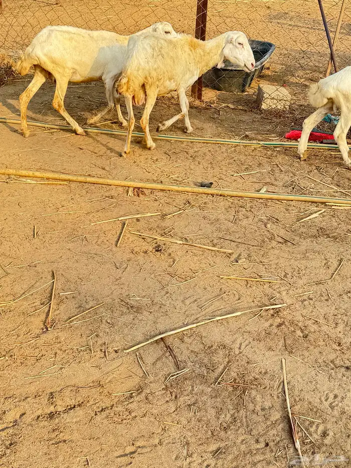 أربع ضأن 2
