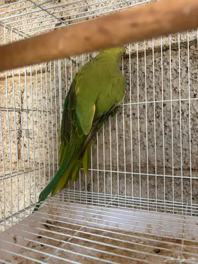 انثى درة 0