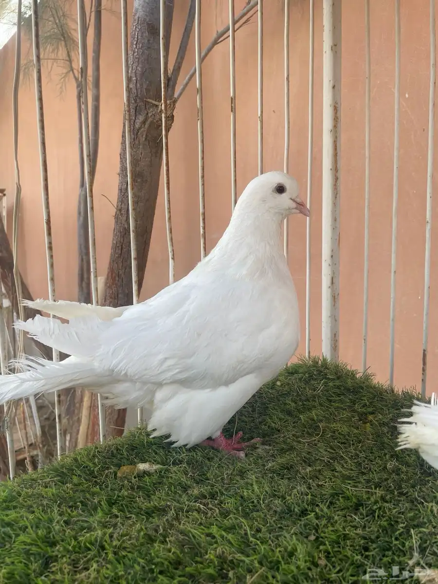 حمام فرش فاخر جدا 1