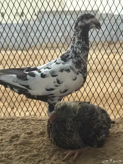 زوج هومر تايقر 2