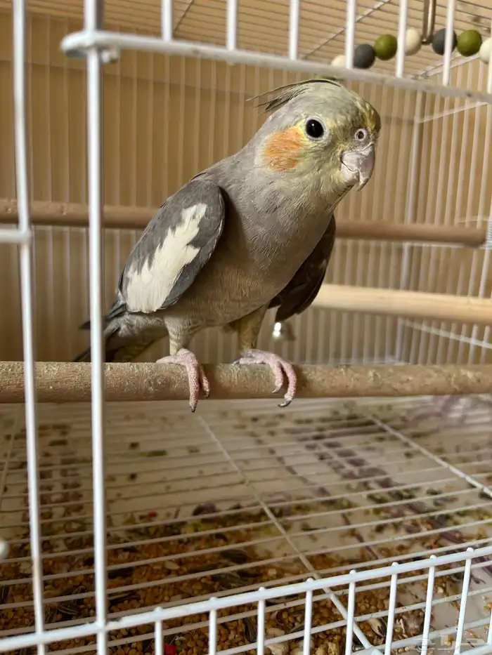 عصافير طيور حب وكروان 2