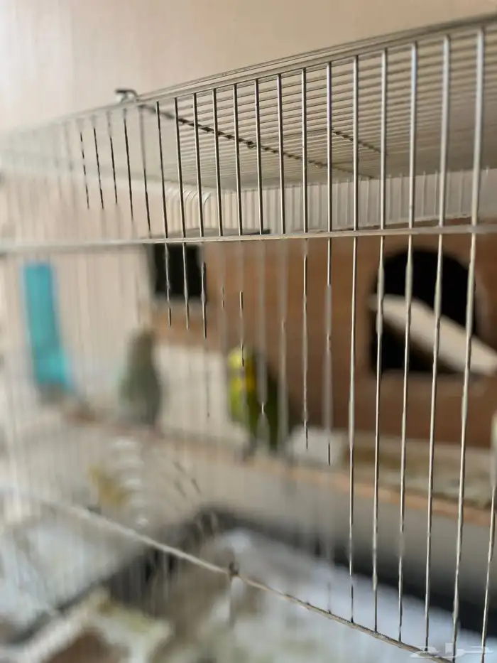 عصافير طيور حب وكروان 0