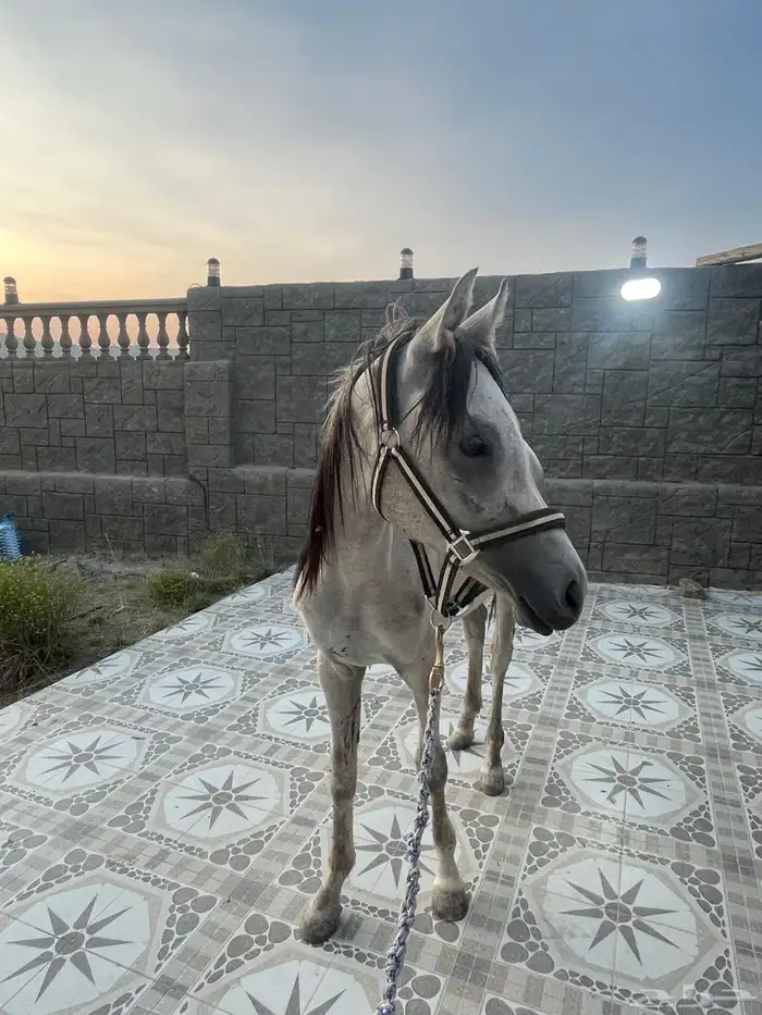 مهر للبيع عمره سنه عربي شعبي 0