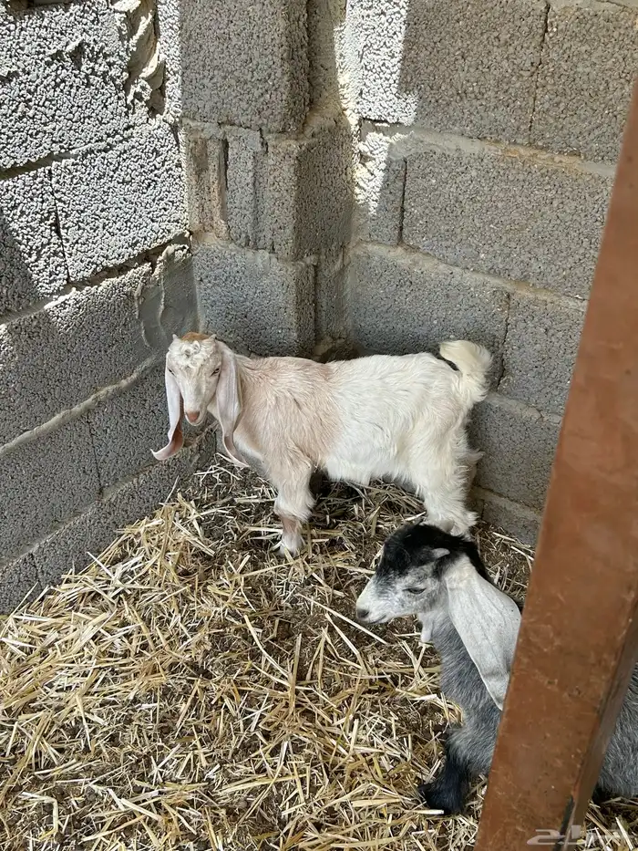 عنز متاومه 1