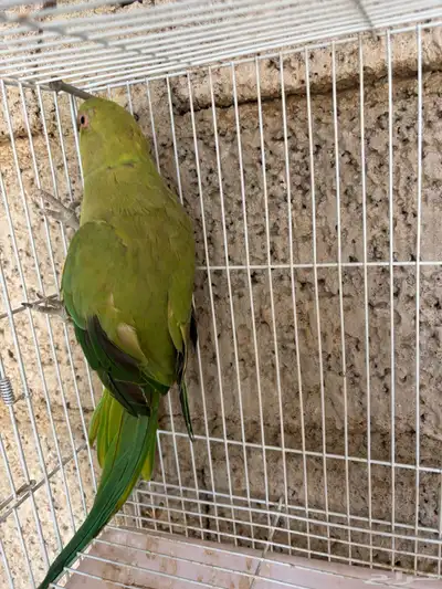 انثى درة 2