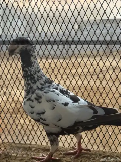 زوج هومر تايقر 4