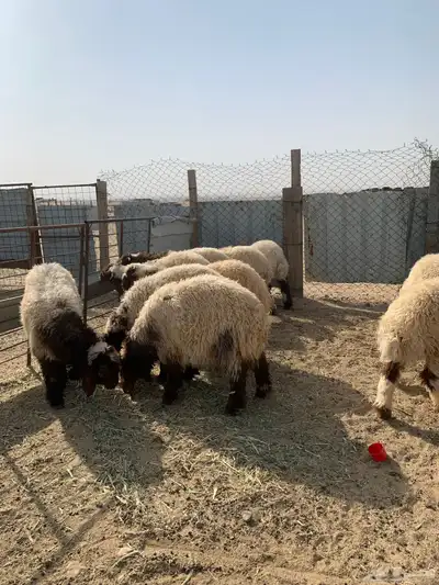 ذبايح للبيع 1