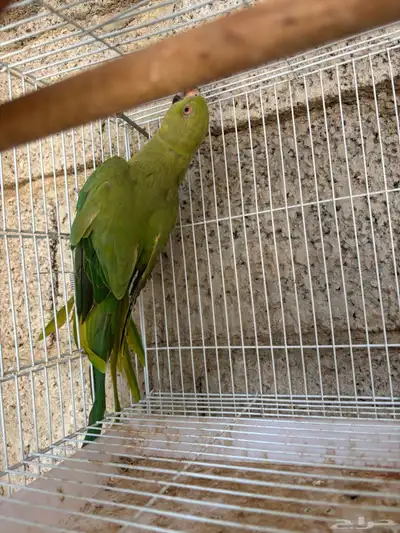 انثى درة 1