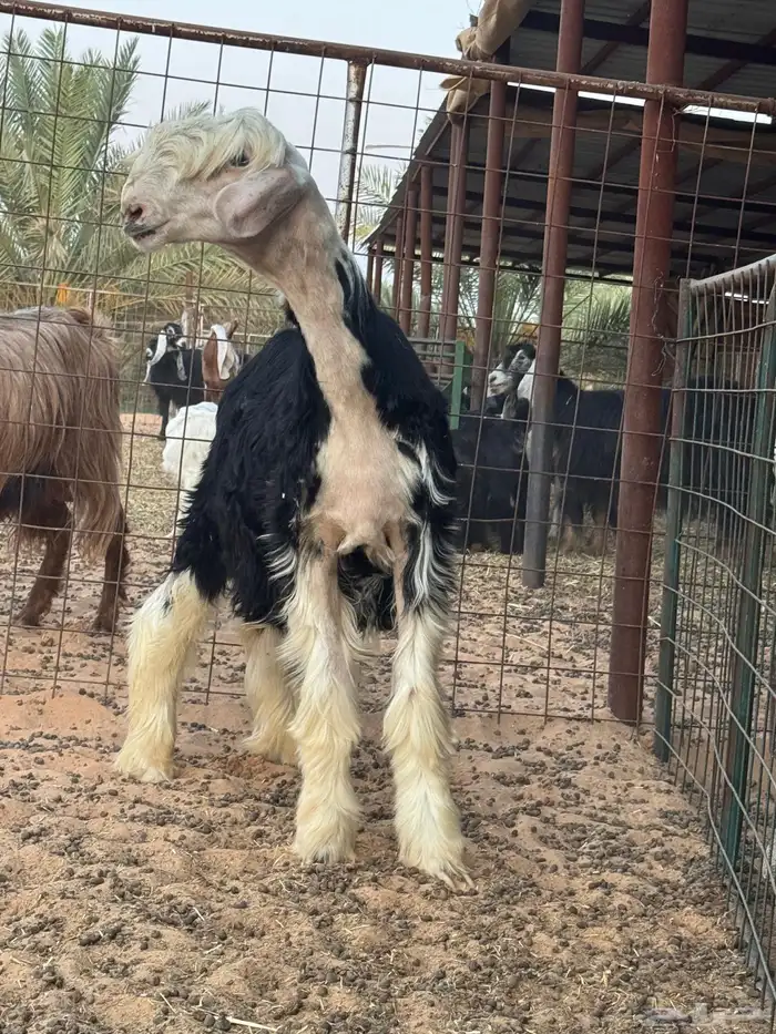 مشروع فحل نجدي 0