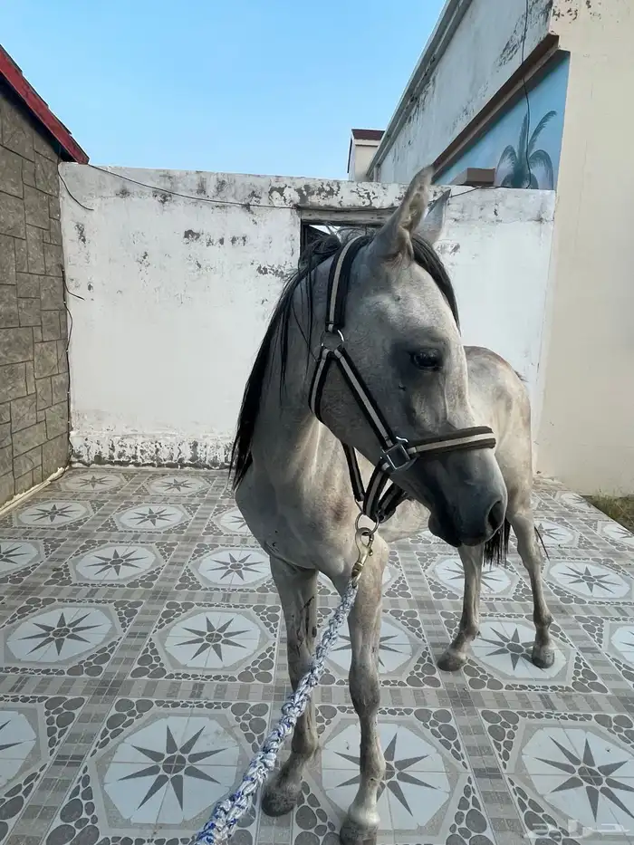 مهر للبيع عمره سنه عربي شعبي 2