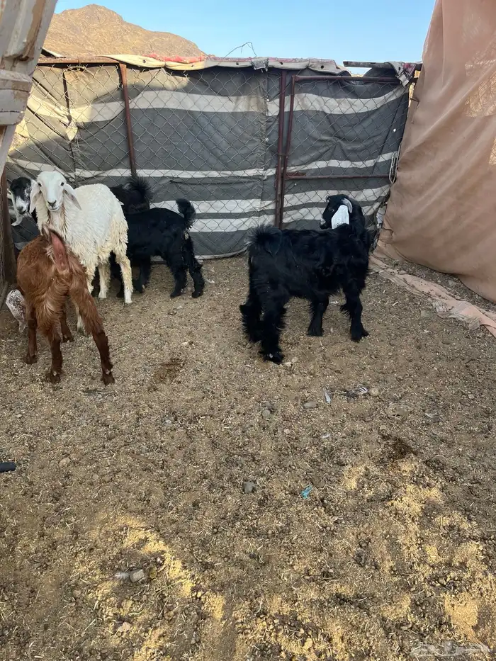 تيوس وجفار سمان ونظيفه 9